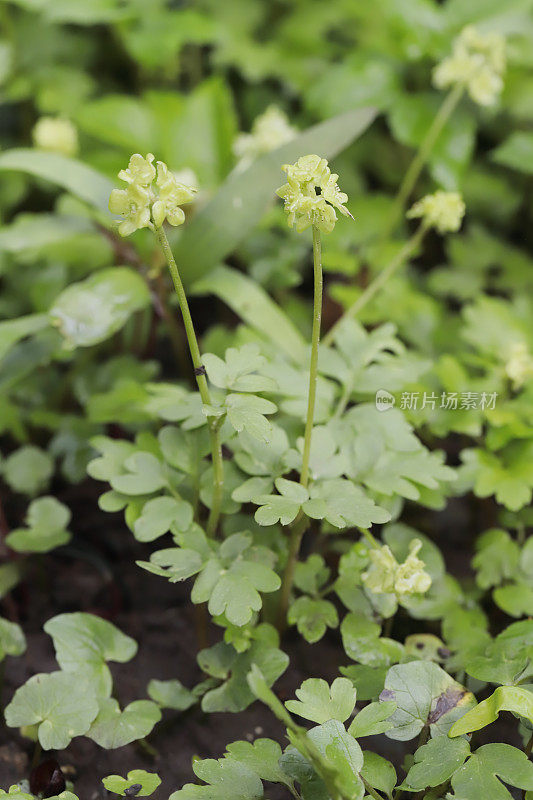 莫沙泰尔(Adoxa moschatellina)